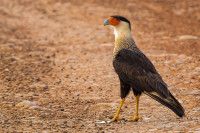 Oasis del Tortuguero